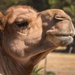 Camel Sounds – Grunting