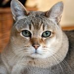 Cat Sound – mew, meow, hiss, purr