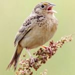 Natural Bird Sounds – chirruping , singing