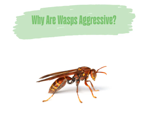 Why Are Wasps So Aggressive? Surprising Reasons 2026