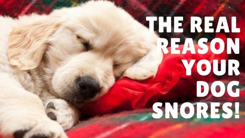 Why Do Dogs Snore? 7 Common Reasons Explained 2026