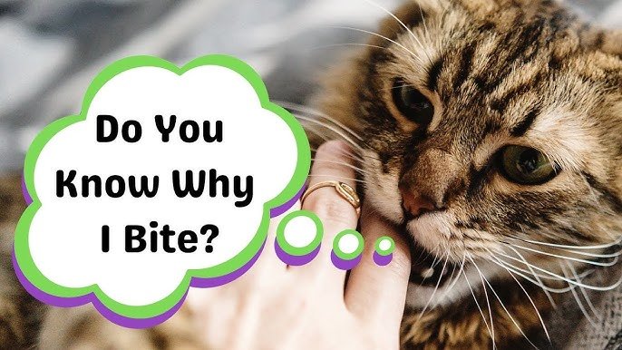 Why Do Cats Bite When You Pet Them? Warning Signs 2026