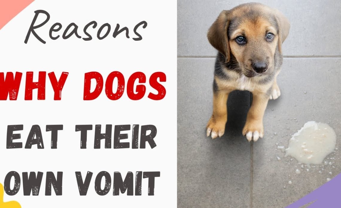 Why Do Dogs Eat Their Vomit? Causes & Solutions 2026