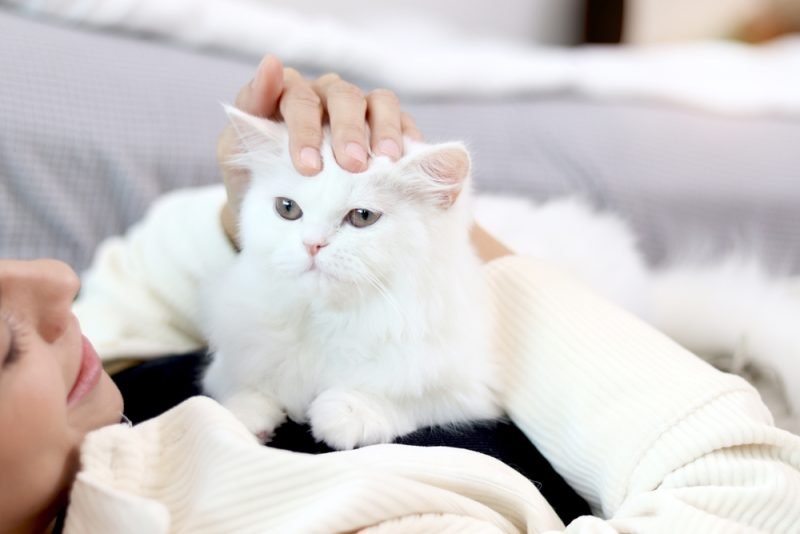 Why Do Cats Sleep on Your Chest? Find Out Why 2026