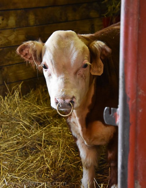 Why Do Bulls Have Nose Rings? Animal Handling Explained 2026