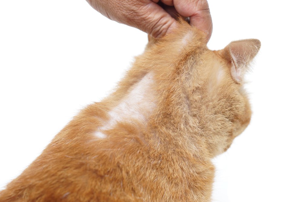 Why Does My Cat Have a Bald Spot? Skin Issues Explained 2026