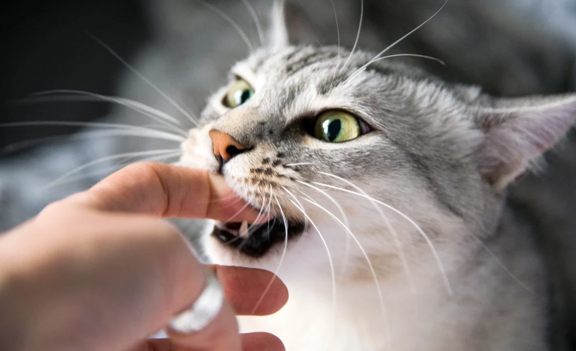 Why Does My Cat Keep Biting Me Playfully? 2026