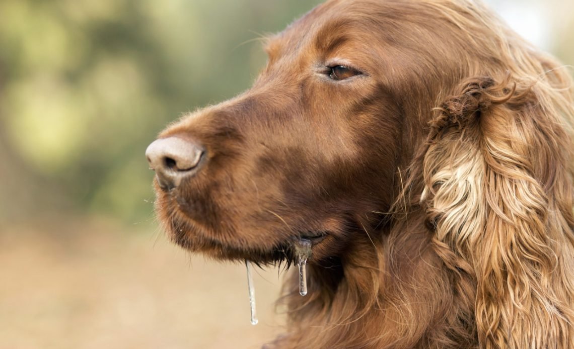 Why Is My Dog Salivating So Much All of a Sudden? Tips 2026