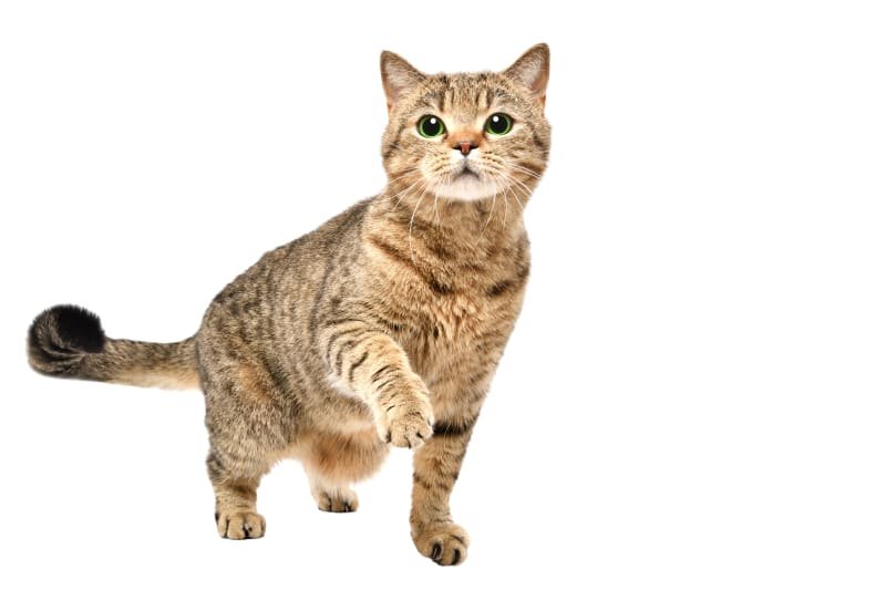 Why Is My Cat Limping? Signs You Shouldn't Ignore 2026