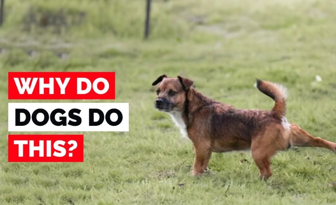 Why Do Dogs Kick After Pooping? Surprising Reasons 2026