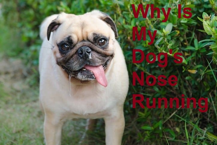 Why Is My Dog's Nose Running? Vet-Approved Answers 2026