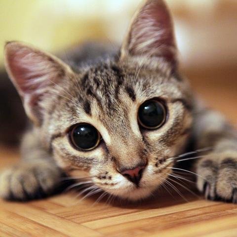 Why Do Cats Eyes Dilate? Causes Every Owner Should Know 2026