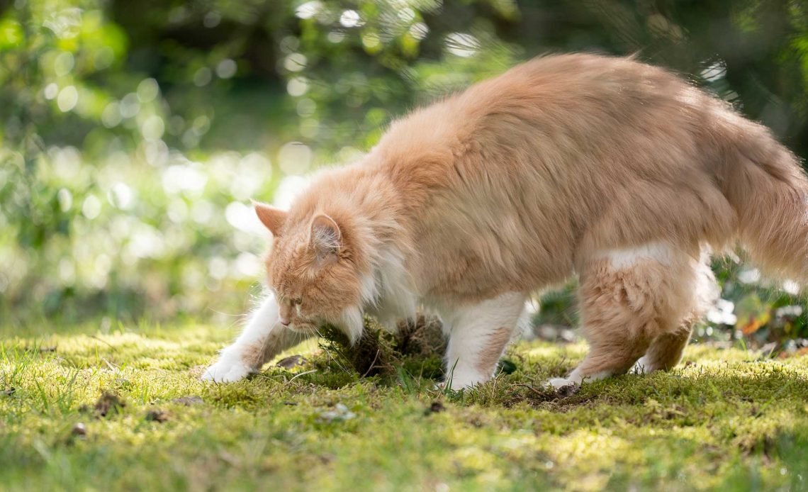Why Do Cats Cover Their Poop? 5 Key Reasons 2026