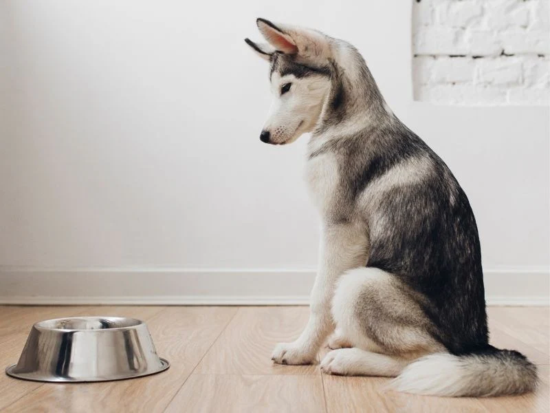 Why Won't My Dog Drink Water? When to Call a Vet 2026