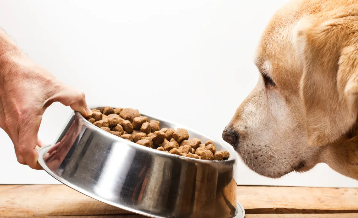 Why Is My Dog Not Drinking Water but Eating? Real Reasons 2026