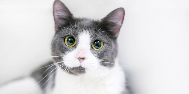 Why Do Cats Pupils Get Big? Behavior & Health 2026