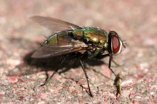 Why Are Flies So Annoying? Facts Behind It 2026