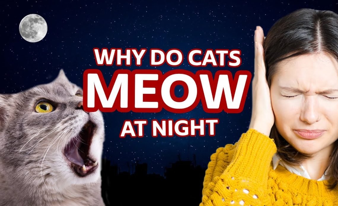 Why Do Cats Meow at Night? Causes & Solutions 2026