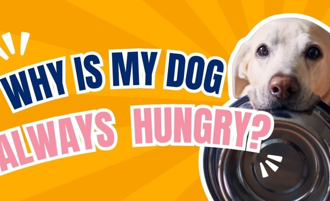 Why Is My Dog Always Hungry? Causes & Solutions 2026