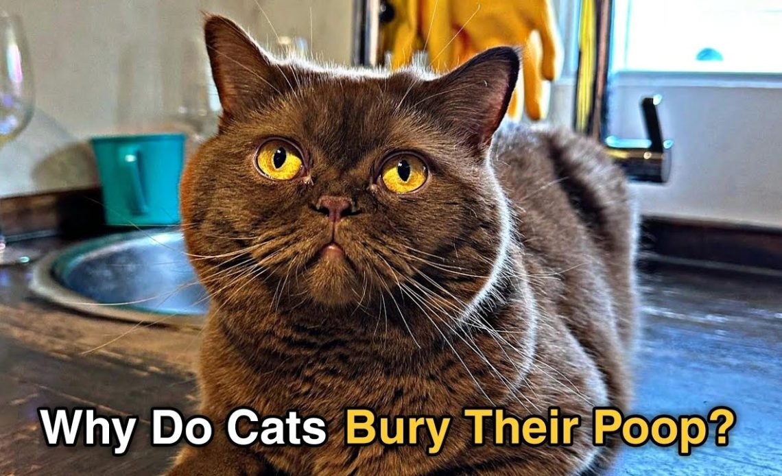 Why Do Cats Bury Their Poop? Instinct Explained 2026