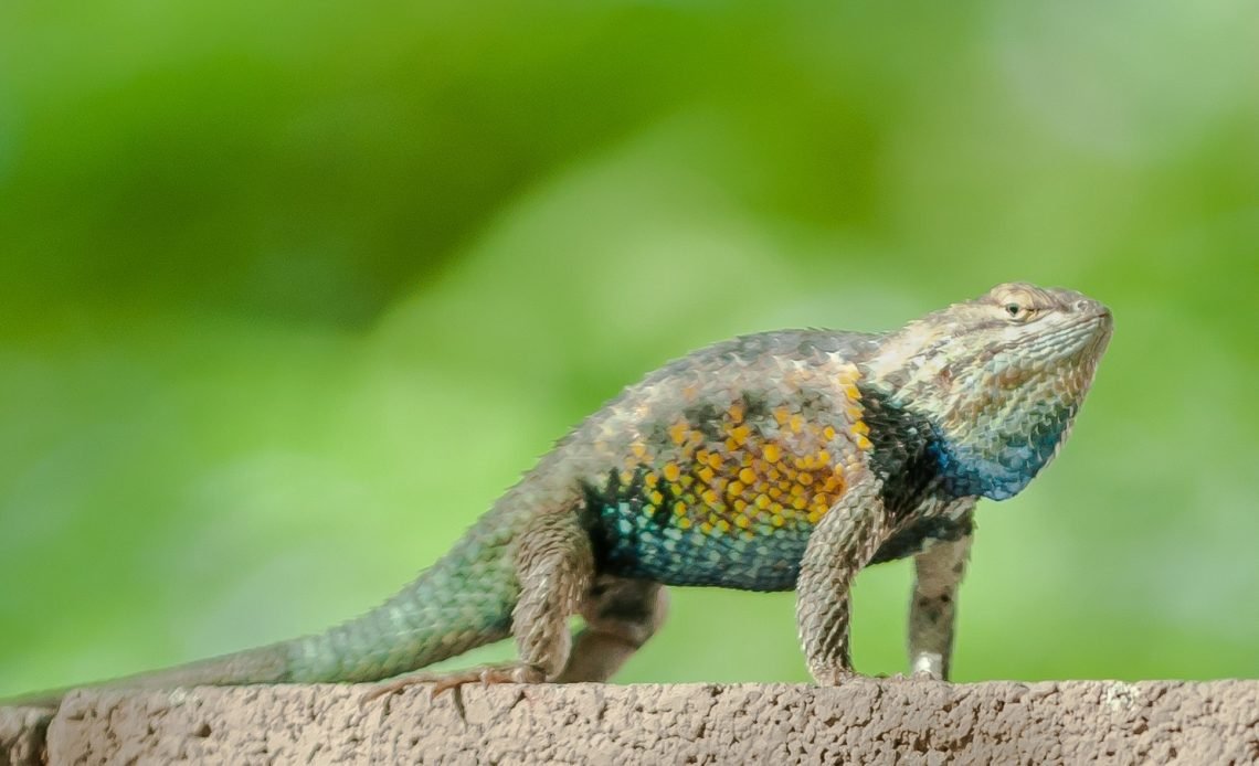 Why Do Lizards Do Push Ups? What It Means 2026
