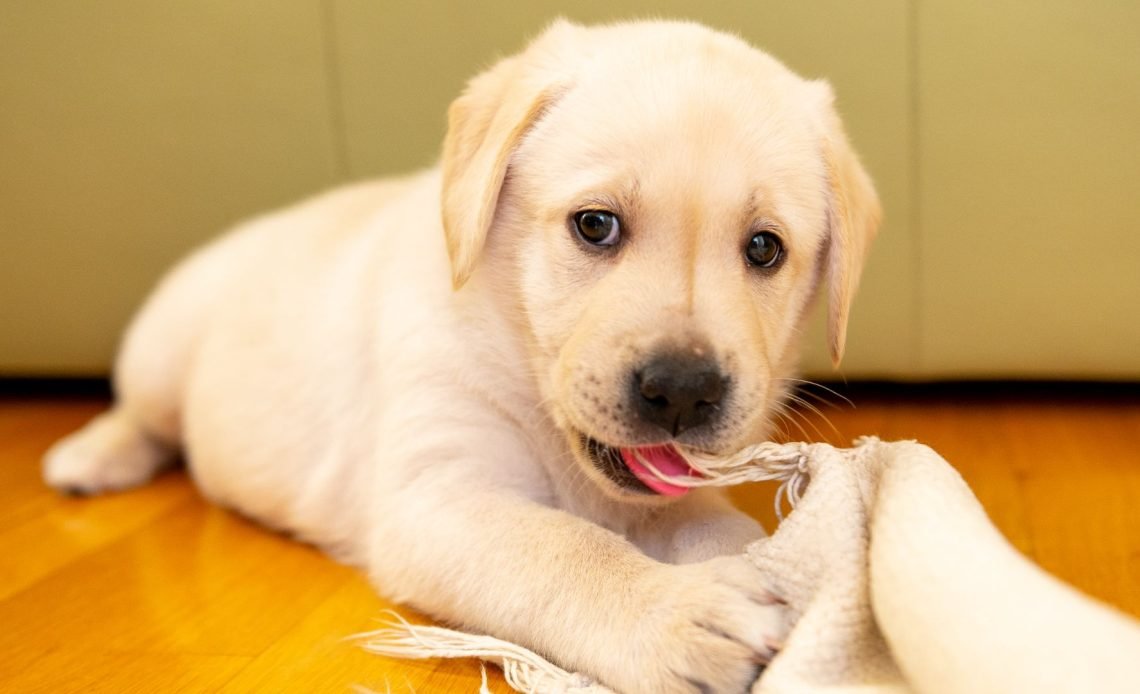 Why Does My Dog Lick the Carpet? Common Reasons 2026