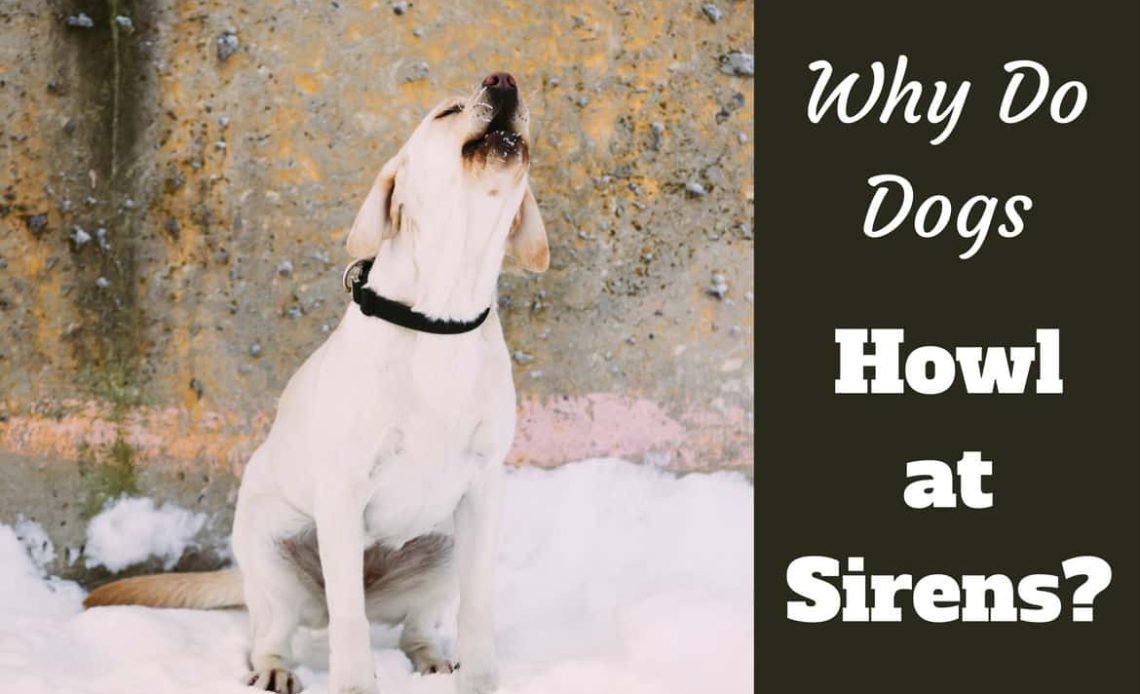 Why Do Dogs Howl at Sirens? Dog Behavior Guide 2026