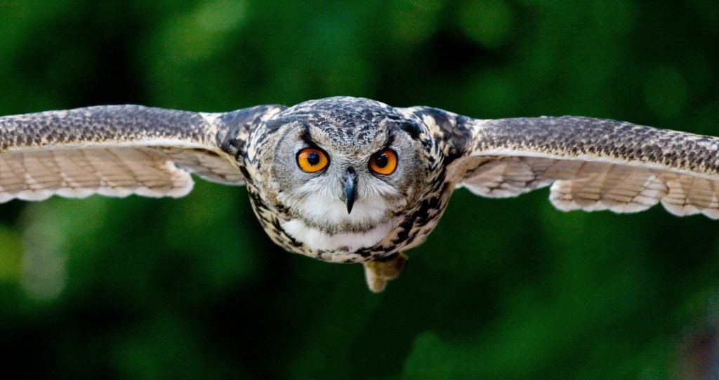 Why Do Owls Hoot? Mating, Territory & More 2026