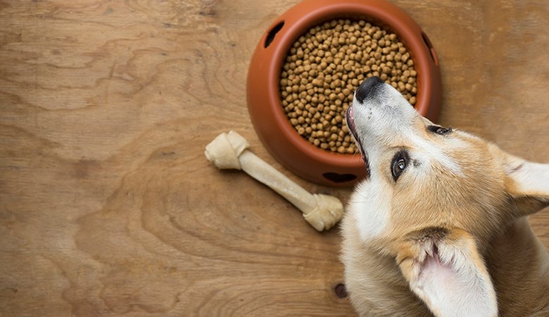 Why Is My Dog Not Eating His Food but Will Eat Treats? (2026)