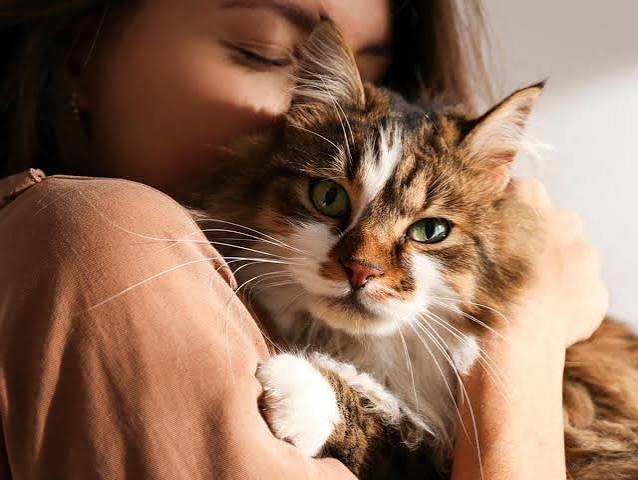 Why Does My Cat Lay on My Chest? Signs of Love 2026