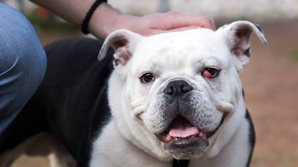 Why Are My Dogs Eyes Red? Symptoms & Treatment 2026
