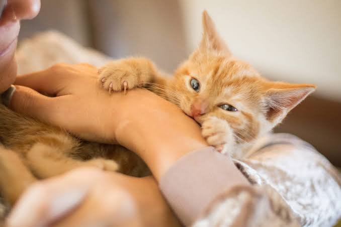 Why Do Cats Bite? Common Reasons & How to Stop It 2026