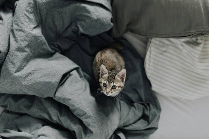 Why Did My Cat Pee on Me? Causes & Solutions 2026