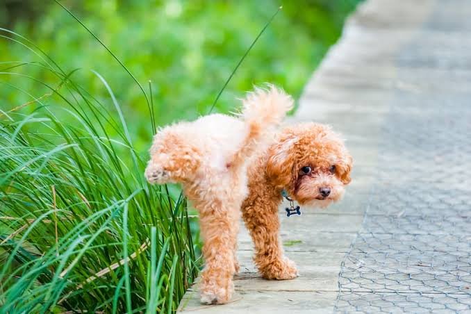 Why Does My Dog's Pee Smell So Bad? UTI or Something Else? 2026