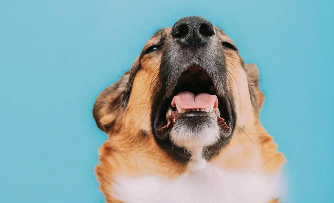 Why Is My Dog Coughing So Much? Signs & Symptoms 2026
