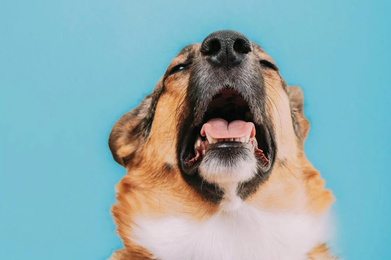 Why Is My Dog Coughing So Much? Signs & Symptoms 2026