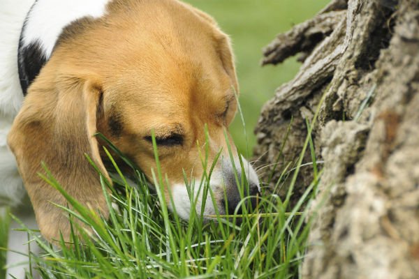 Why Does a Dog Eat Its Own Poop? Causes, Risks & How to Stop It 2026