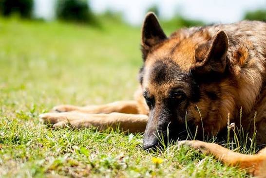 Why Does a Dog Eat Its Own Poop? Causes, Risks & How to Stop It 2026