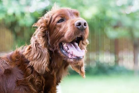 Why Is My Dog Coughing So Much? Signs & Symptoms 2026