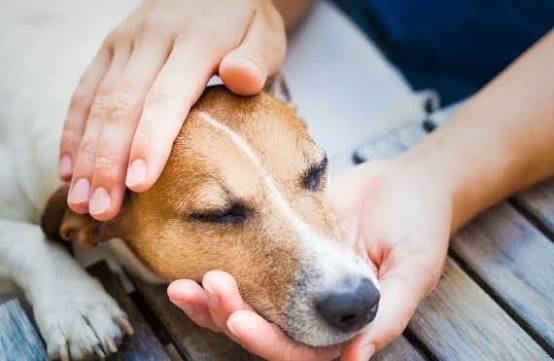Why Is My Dogs Head Hot? Causes & When to Worry 2026