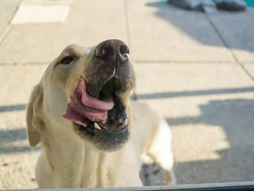 Why Does a Dog Eat Its Own Poop? Causes, Risks & How to Stop It 2026