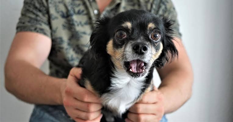 Why Is My Dog Coughing So Much? Signs & Symptoms 2026