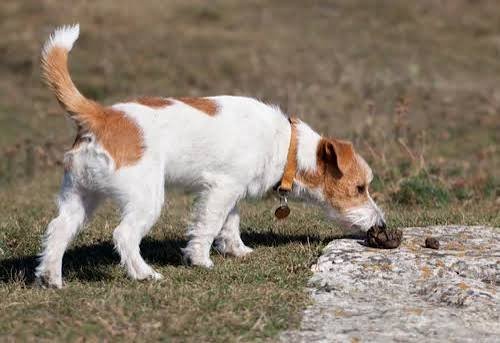 Why Does a Dog Eat Its Own Poop? Causes, Risks & How to Stop It 2026