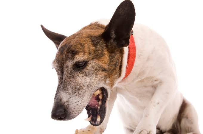 Why Is My Dog Coughing So Much? Signs & Symptoms 2026