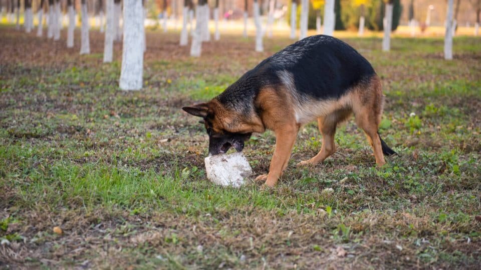 Why Is My Dog Eating Rocks? Causes & Risks 2026