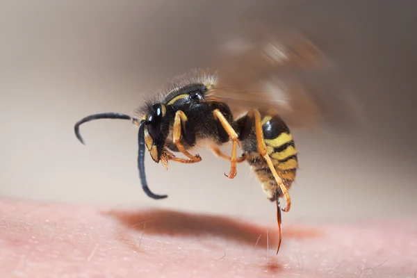 Why Do Wasps Sting for No Reason? Real Causes Explained 2026