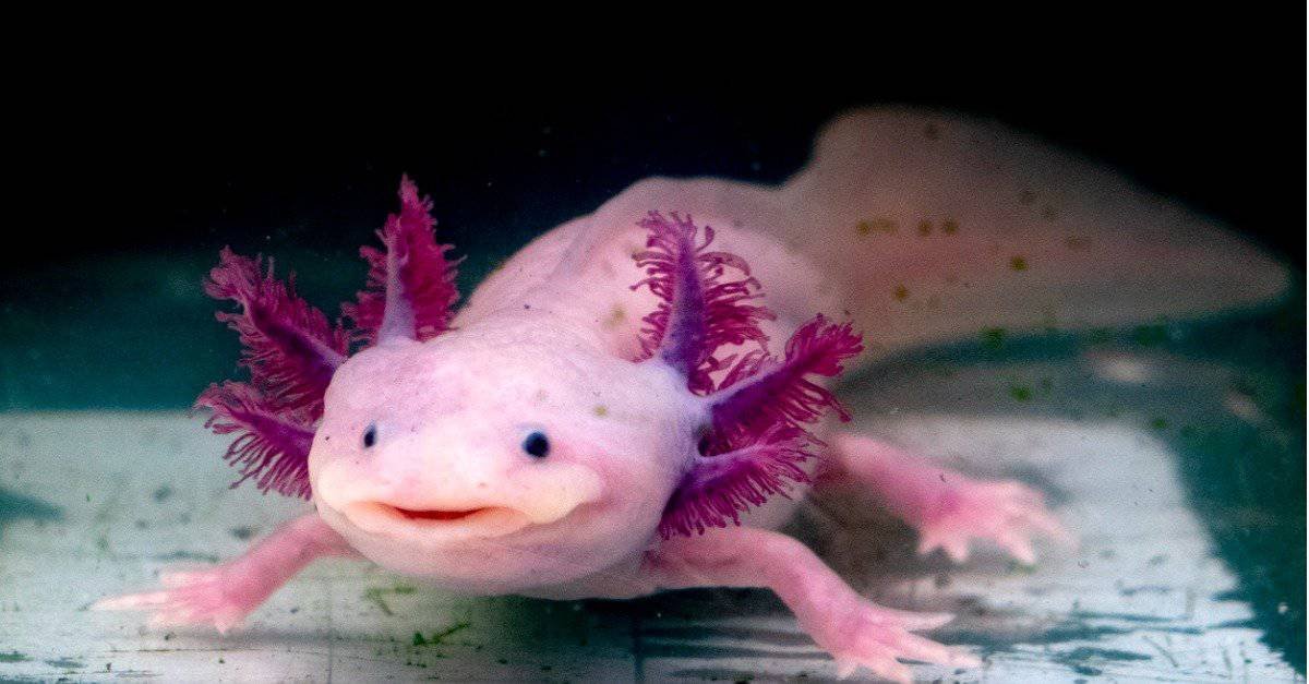 Why Are Axolotls Illegal In California? (2026 Law Explained)