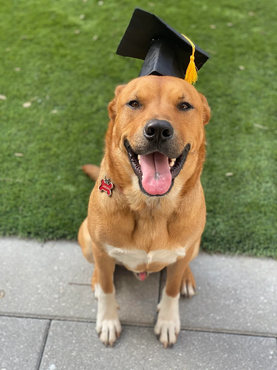 Why Do Dogs Get Red Rockets? Vet-Backed Explanation 2026