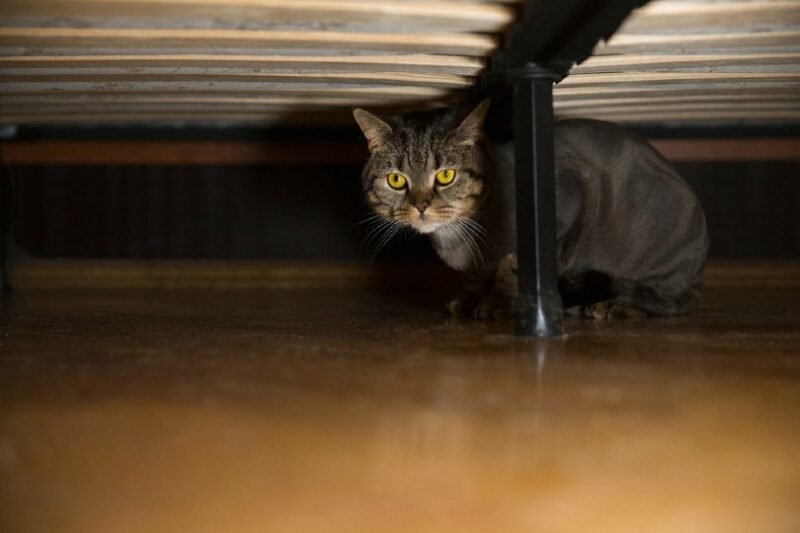 Why Is My Cat Hiding? Causes & What to Do (2026)