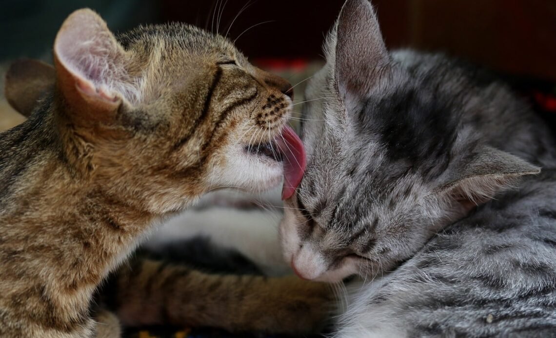 Why Do My Cats Lick Each Other? Real Reasons Explained 2026